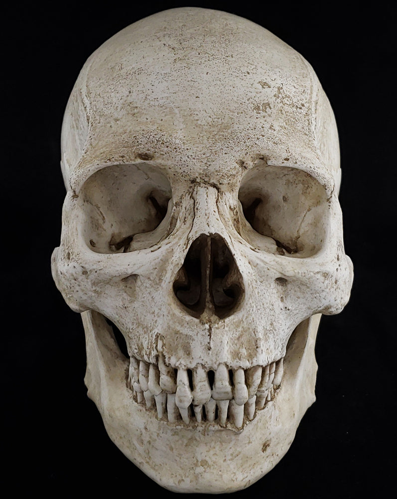 Human skull replica with natural bone color front view.