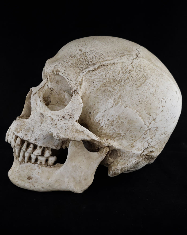 
                  
                    Human skull replica with natural bone color left side profile.
                  
                