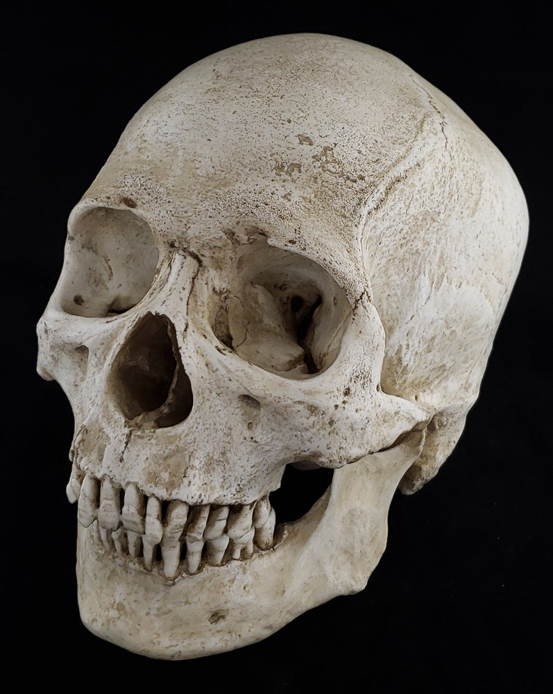 Human skull replica with natural bone color facing left.