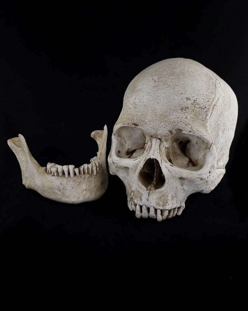 
                  
                    Human skull replica with natural bone color separate parts.
                  
                
