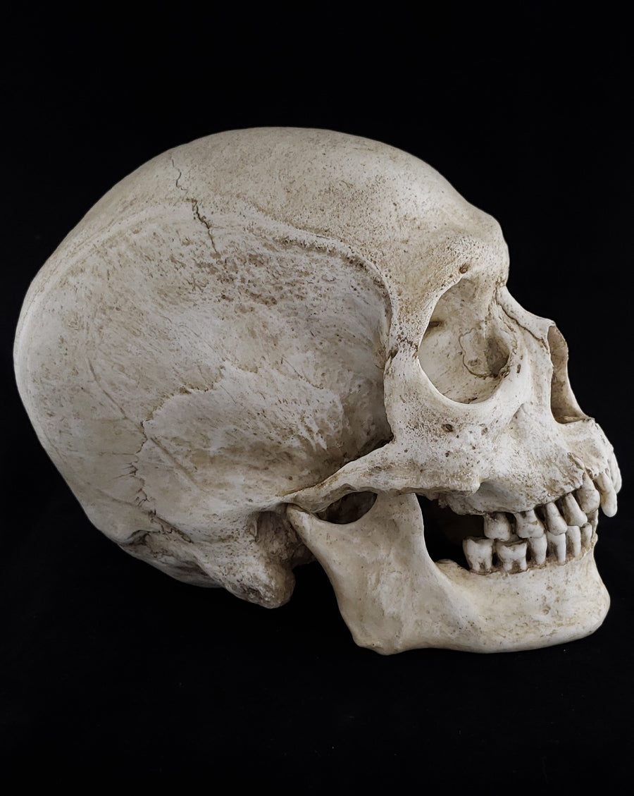 
                  
                    Human skull replica with natural bone color right side profile.
                  
                