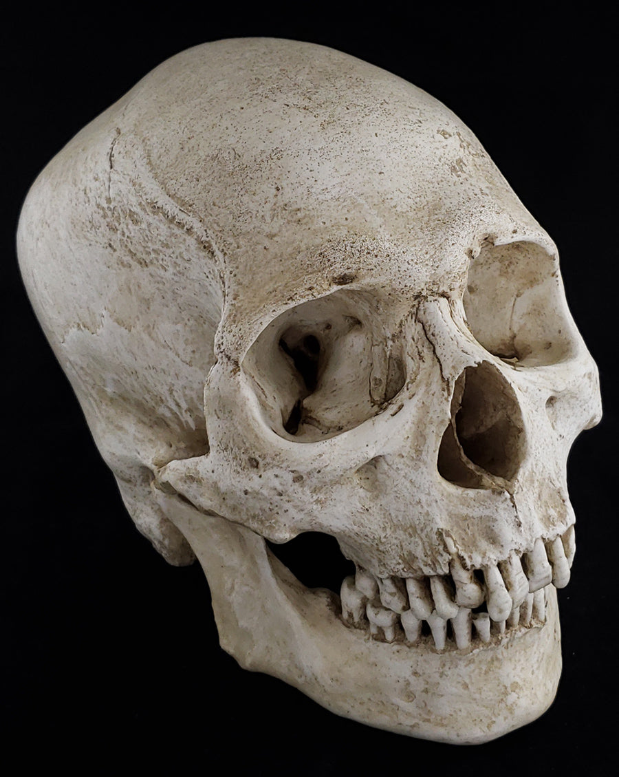 
                  
                    Human skull replica with natural bone color facing right.
                  
                