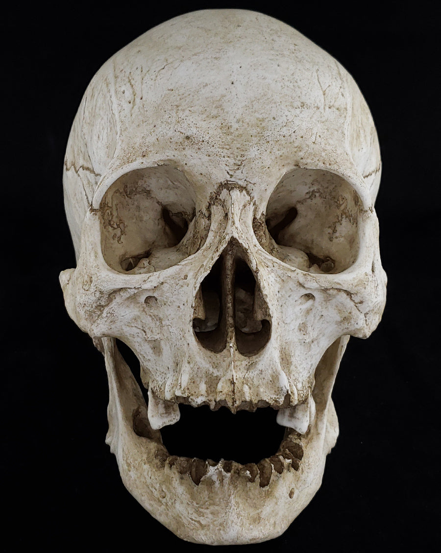 Human skull replica with natural bone color facing front.