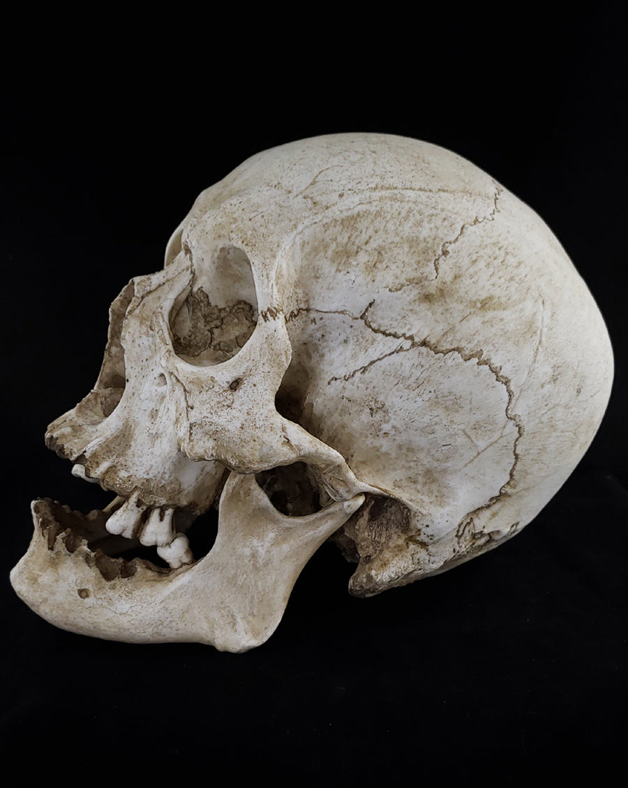 
                  
                    Human skull replica with natural bone color left profile.
                  
                