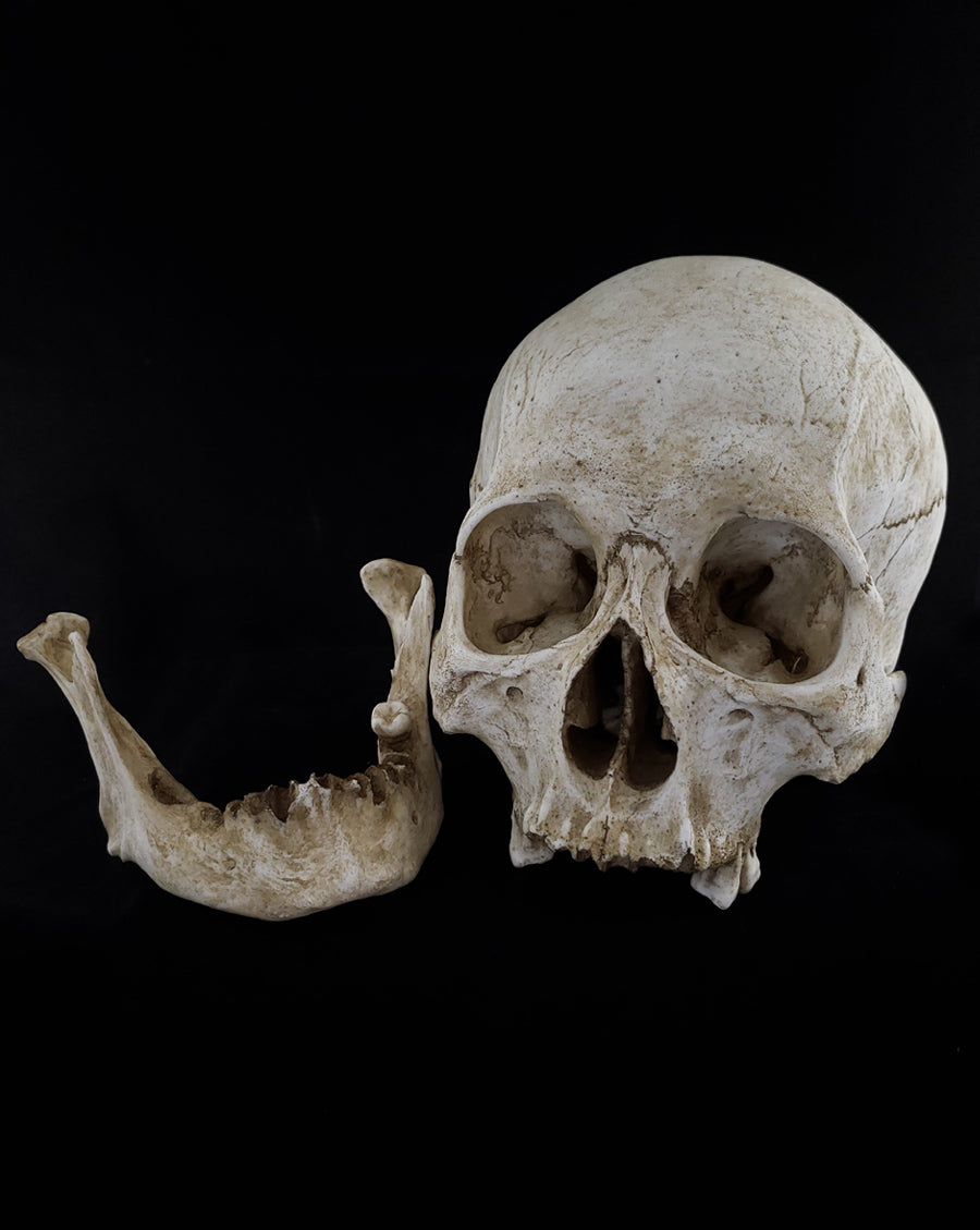 
                  
                    Human skull replica with natural bone color separate parts.
                  
                