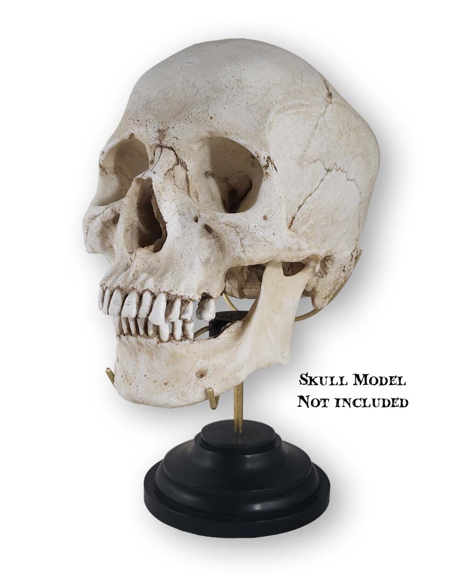 Skull stand with human skull replica.