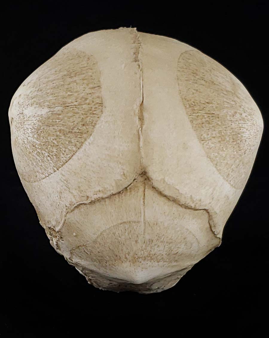 
                  
                    Fetal Skull Model with natural bone color back view.
                  
                