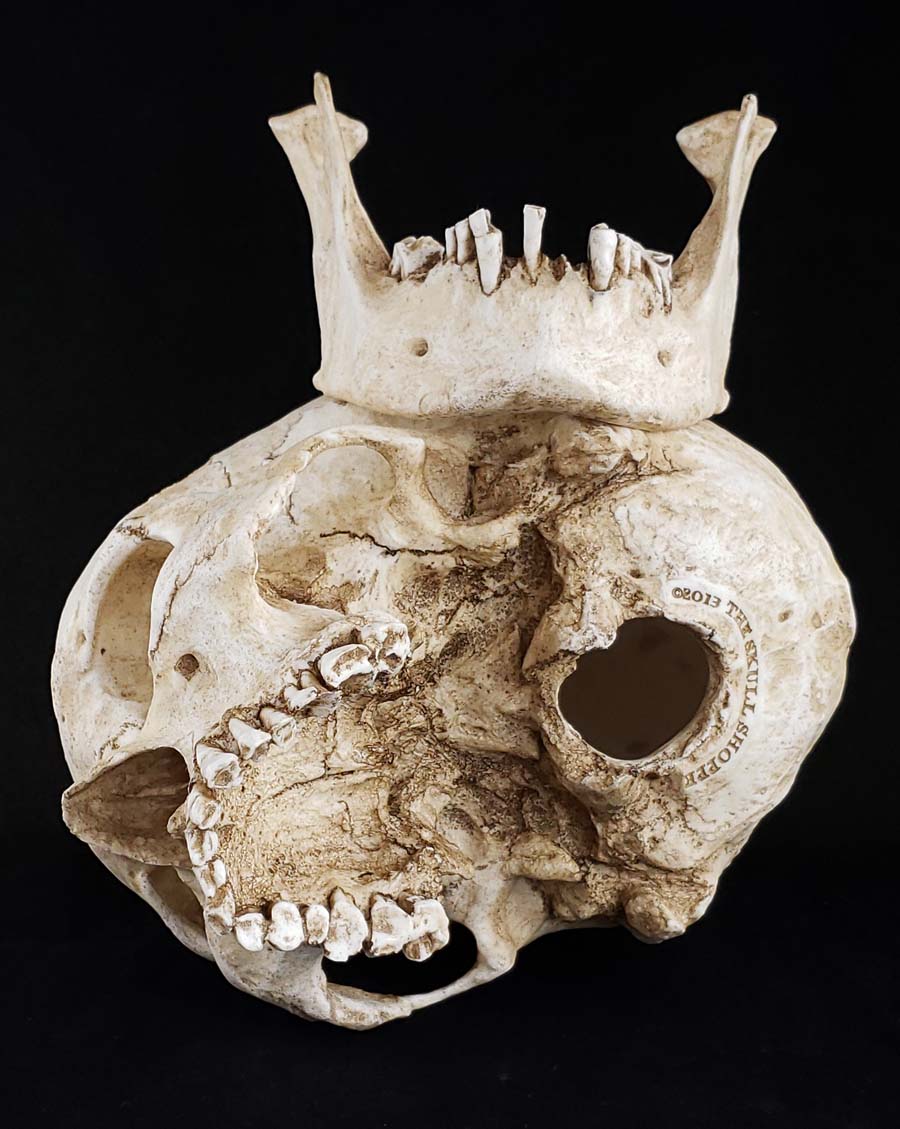 
                  
                    Human skull replica natural bone color separate parts bottom view.
                  
                