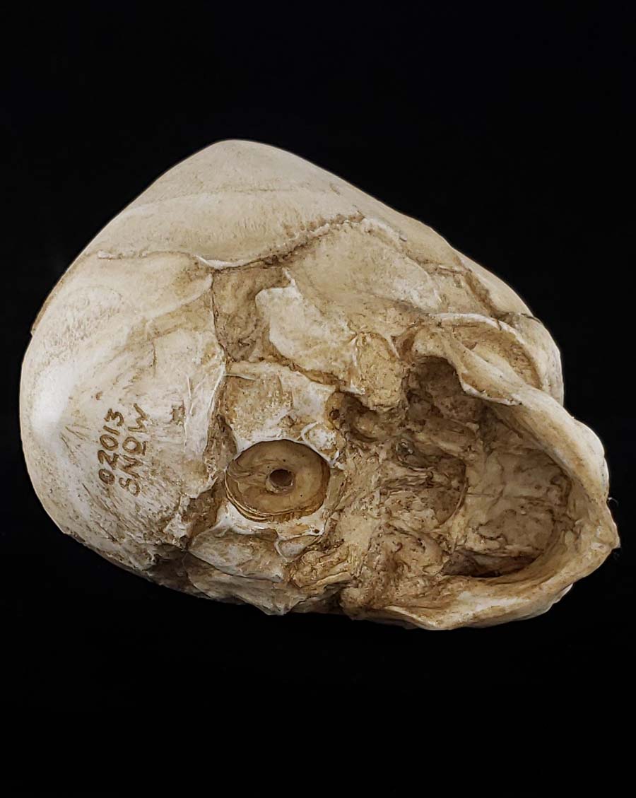 
                  
                    Fetal Skull Model with natural bone color bottom view.
                  
                