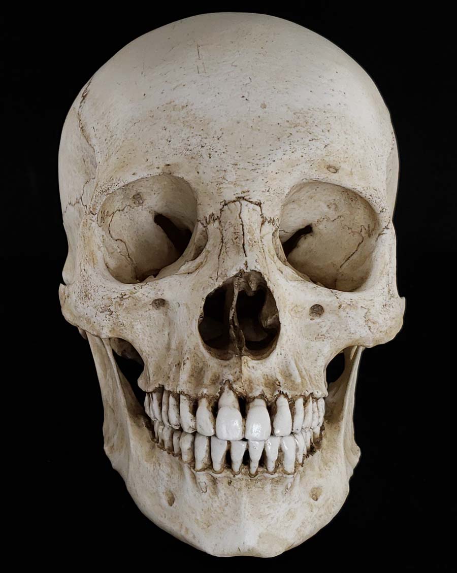Human skull replica with natural bone color. Perfect teeth.