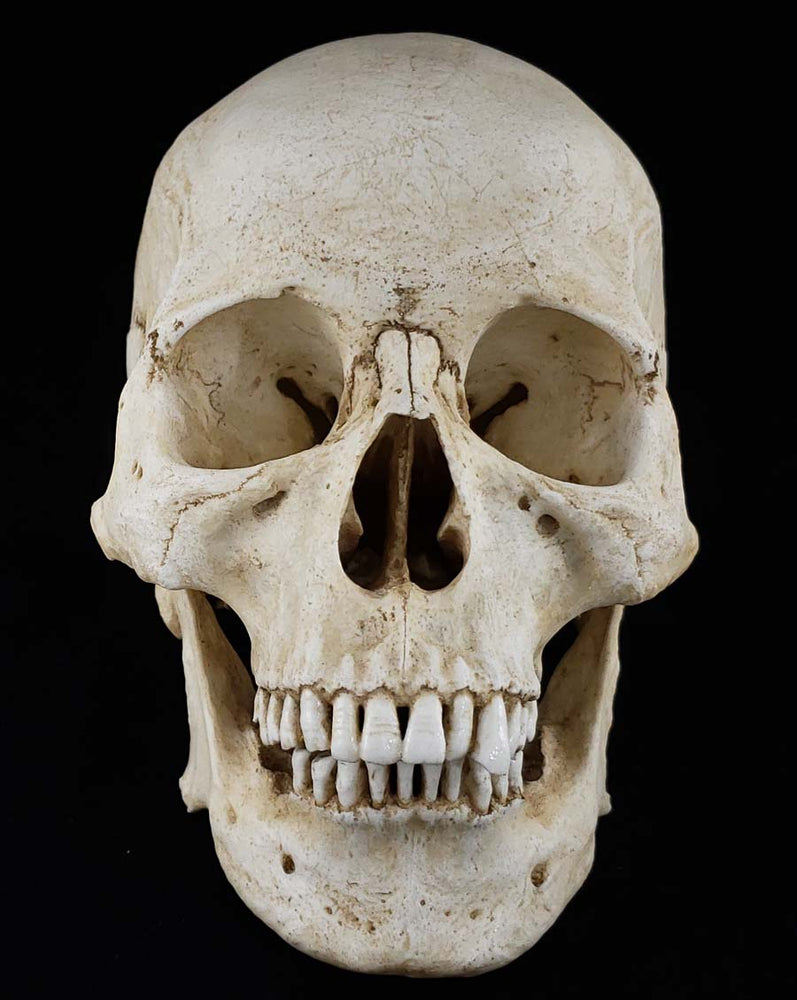 
                  
                    Human skull replica with natural bone color front view.
                  
                