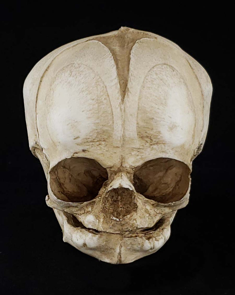 Fetal Skull Model with natural bone color front facing.