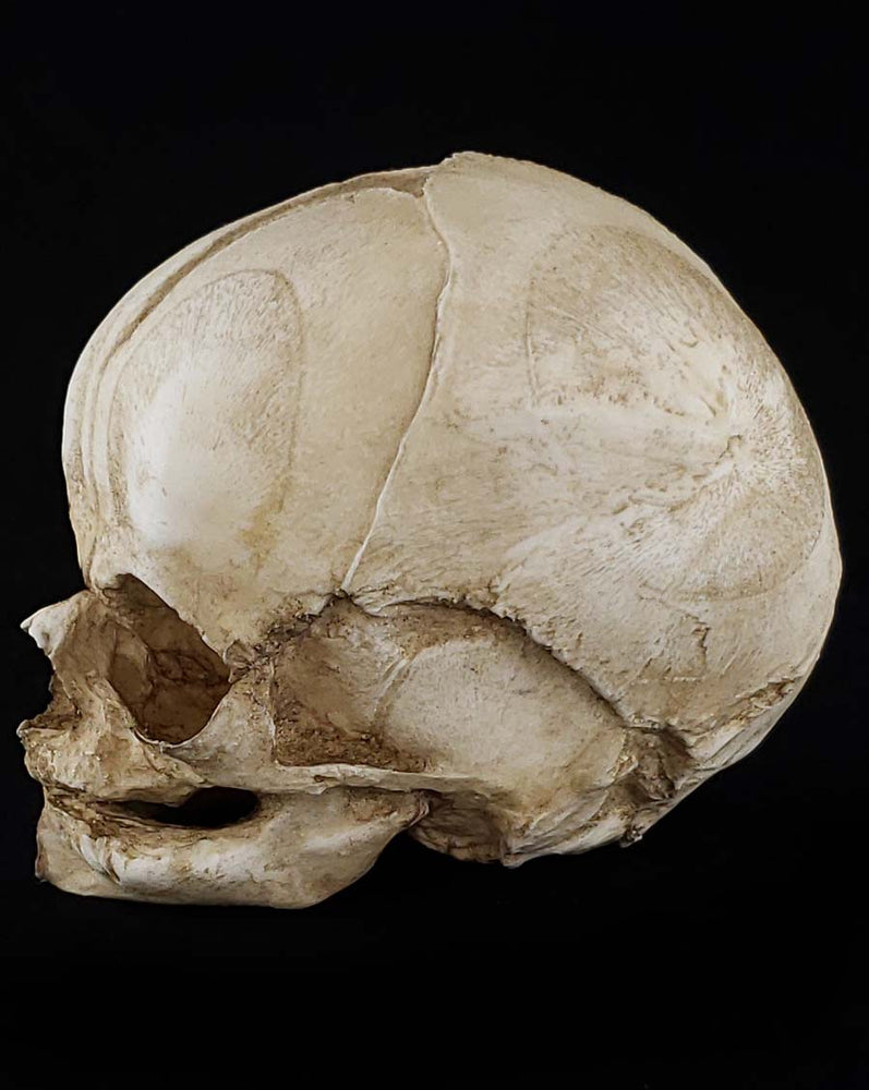 
                  
                    Fetal Skull Model with natural bone color left side profile.
                  
                