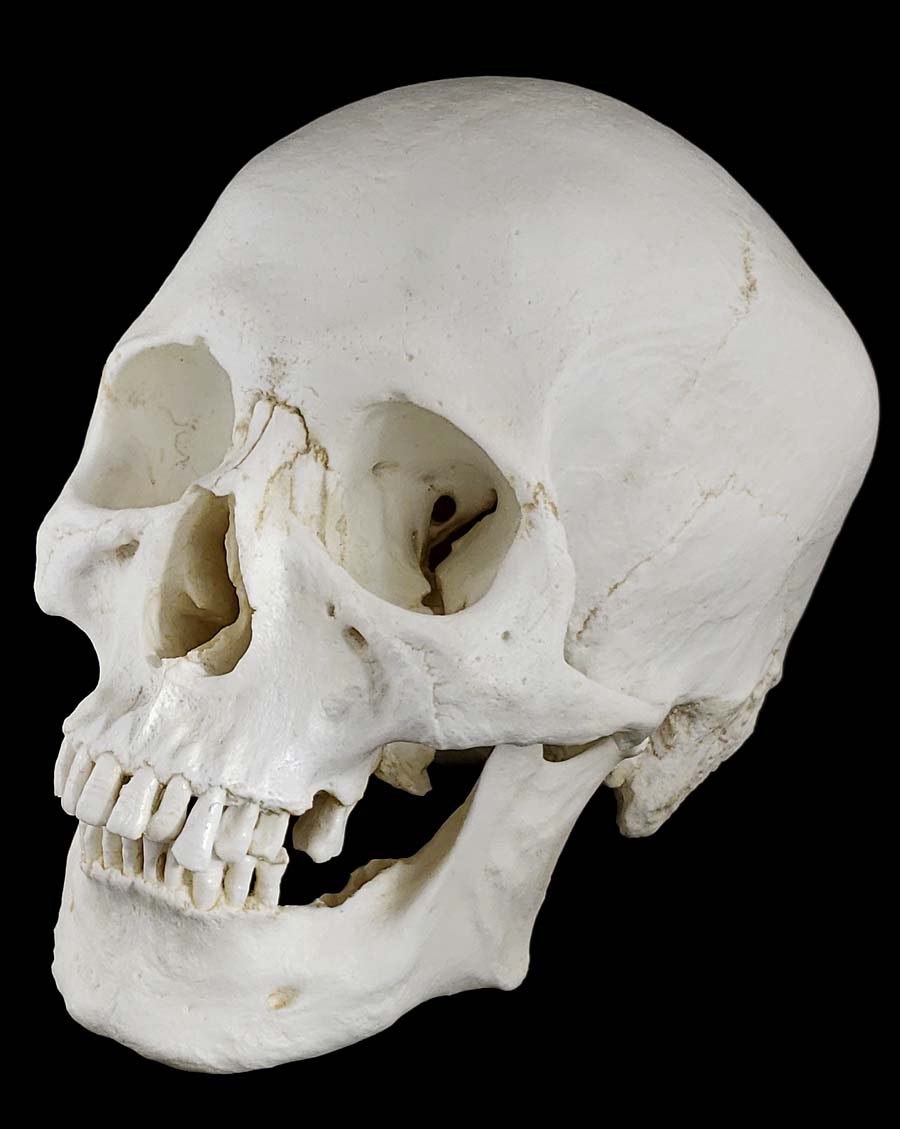
                  
                    Human skull replica with natural light bone color facing left.
                  
                
