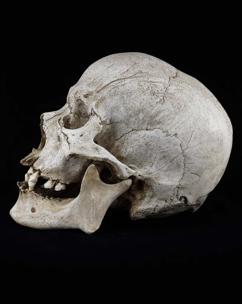 
                  
                    Human skull replica with natural bone color left profile.
                  
                
