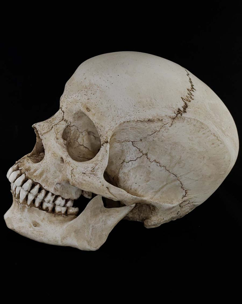 
                  
                    Human skull replica with natural bone color. Perfect teeth. Left profile.
                  
                