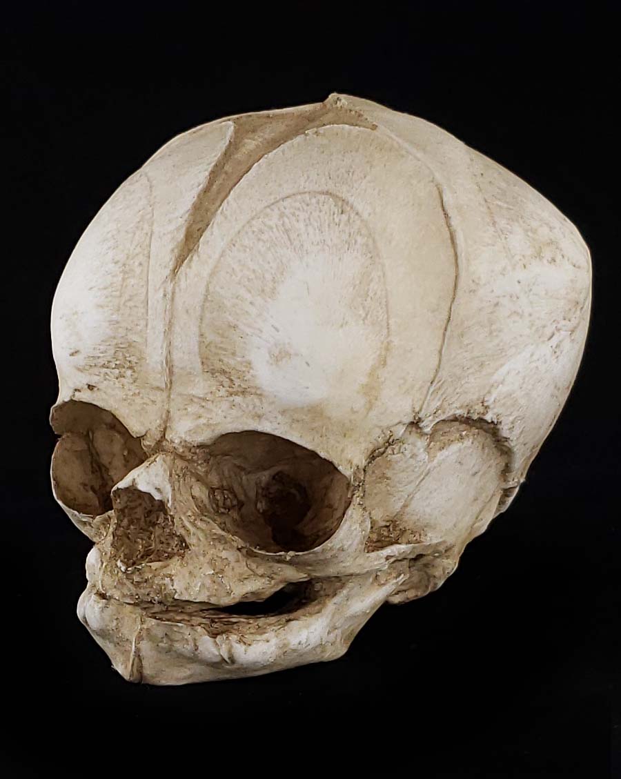 Fetal Skull Model with natural bone color facing left.