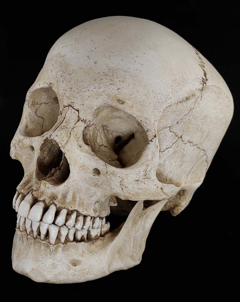 Human skull replica with natural bone color. Perfect teeth. Facing left.