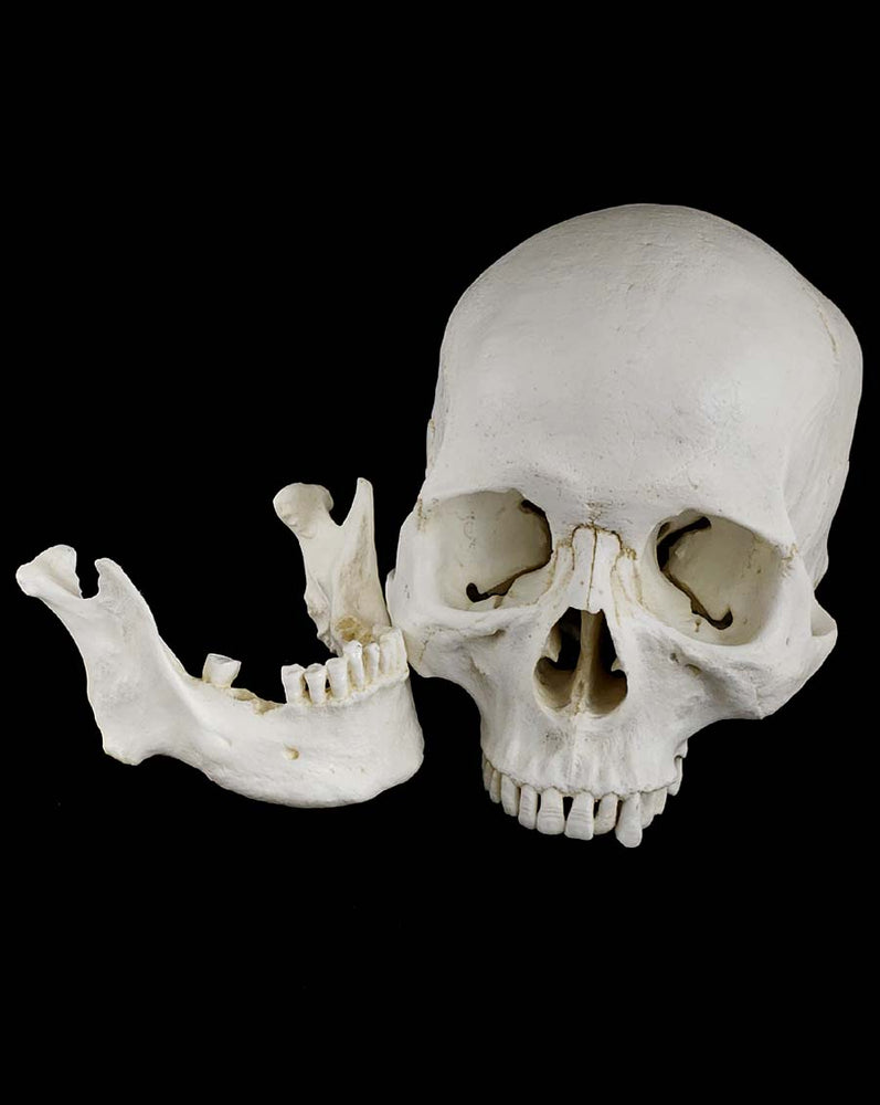 
                  
                    Human skull replica with natural light bone color separate parts.
                  
                