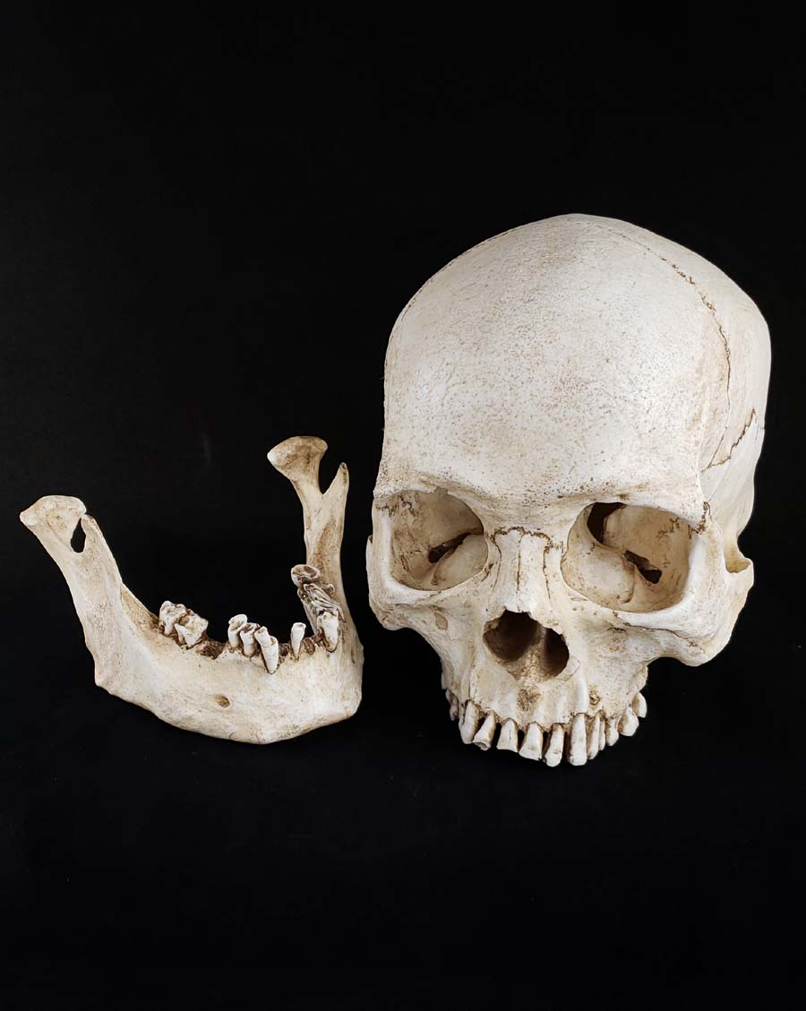 SB Skull Model – Skull Shoppe