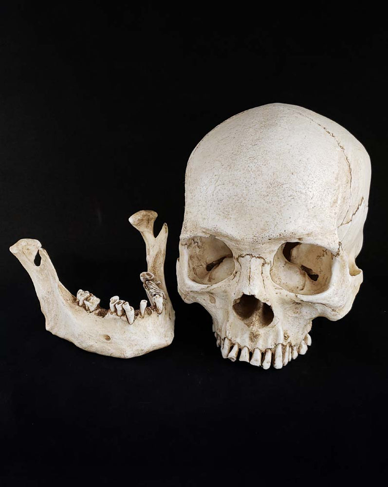 
                  
                    Human skull replica natural bone color separate parts.
                  
                