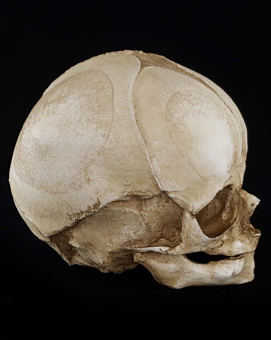 
                  
                    Fetal Skull Model with natural bone color right profile.
                  
                