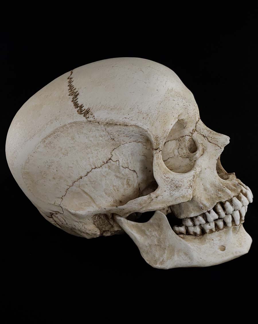 
                  
                    Human skull replica with natural bone color. Perfect teeth. right profile.
                  
                