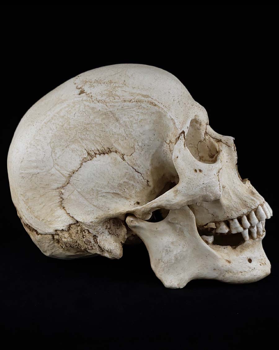 
                  
                    Human skull replica with natural bone color right profile.
                  
                