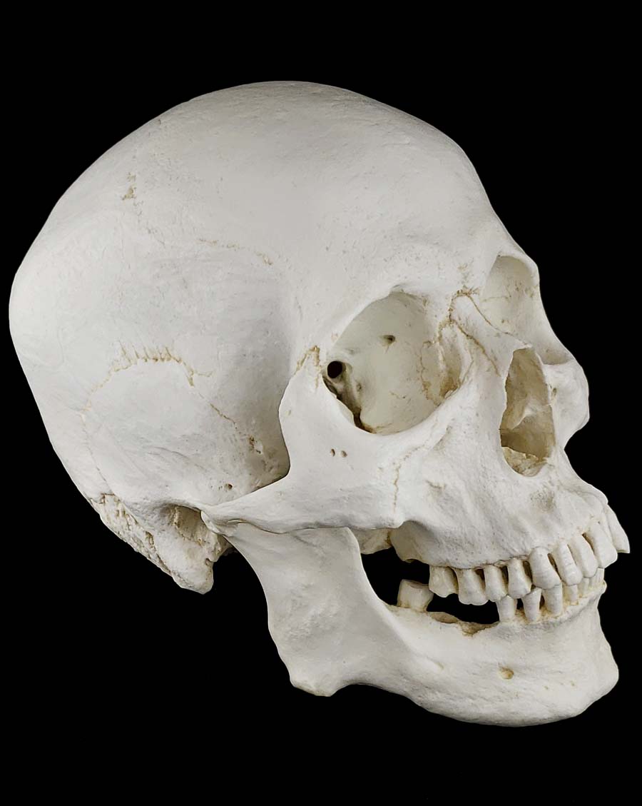 
                  
                    Human skull replica with natural light bone color facing right.
                  
                