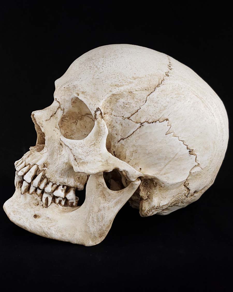 
                  
                    Human skull replica natural bone color left side profile.
                  
                
