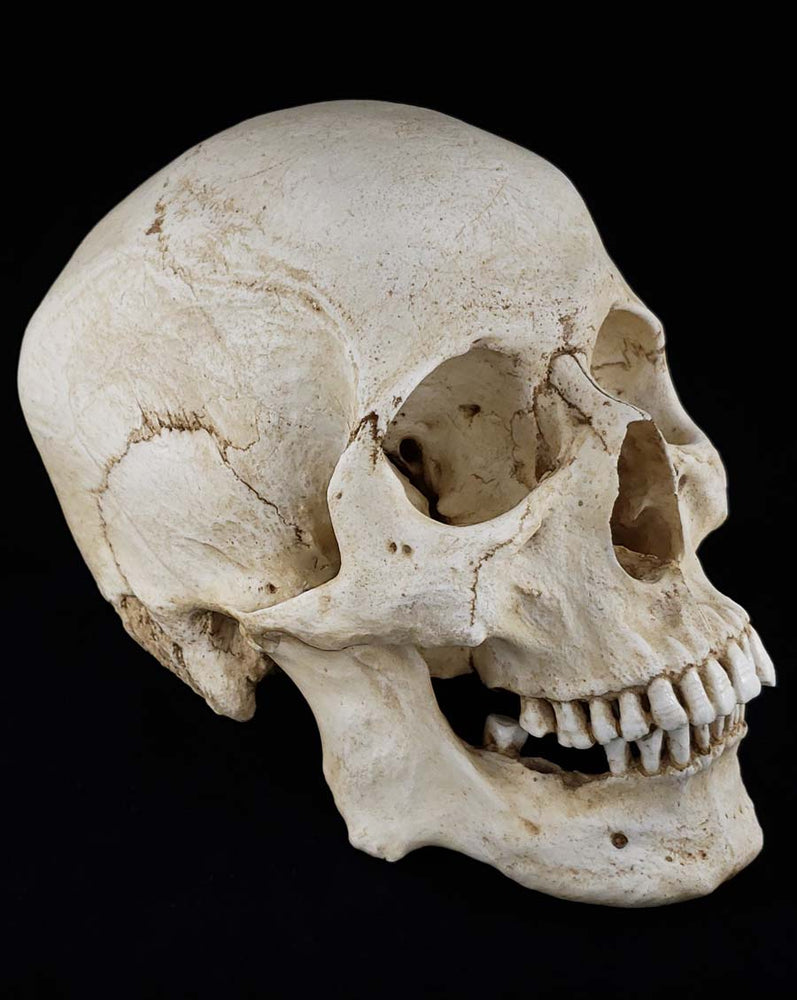 
                  
                    Human skull replica with natural bone color facing right.
                  
                
