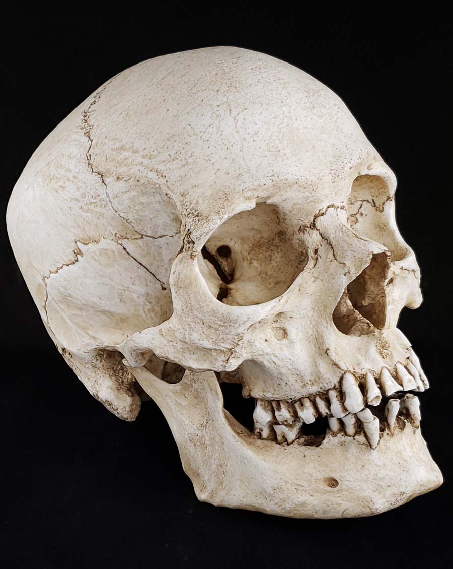 
                  
                    Human skull replica natural bone color facing right.
                  
                