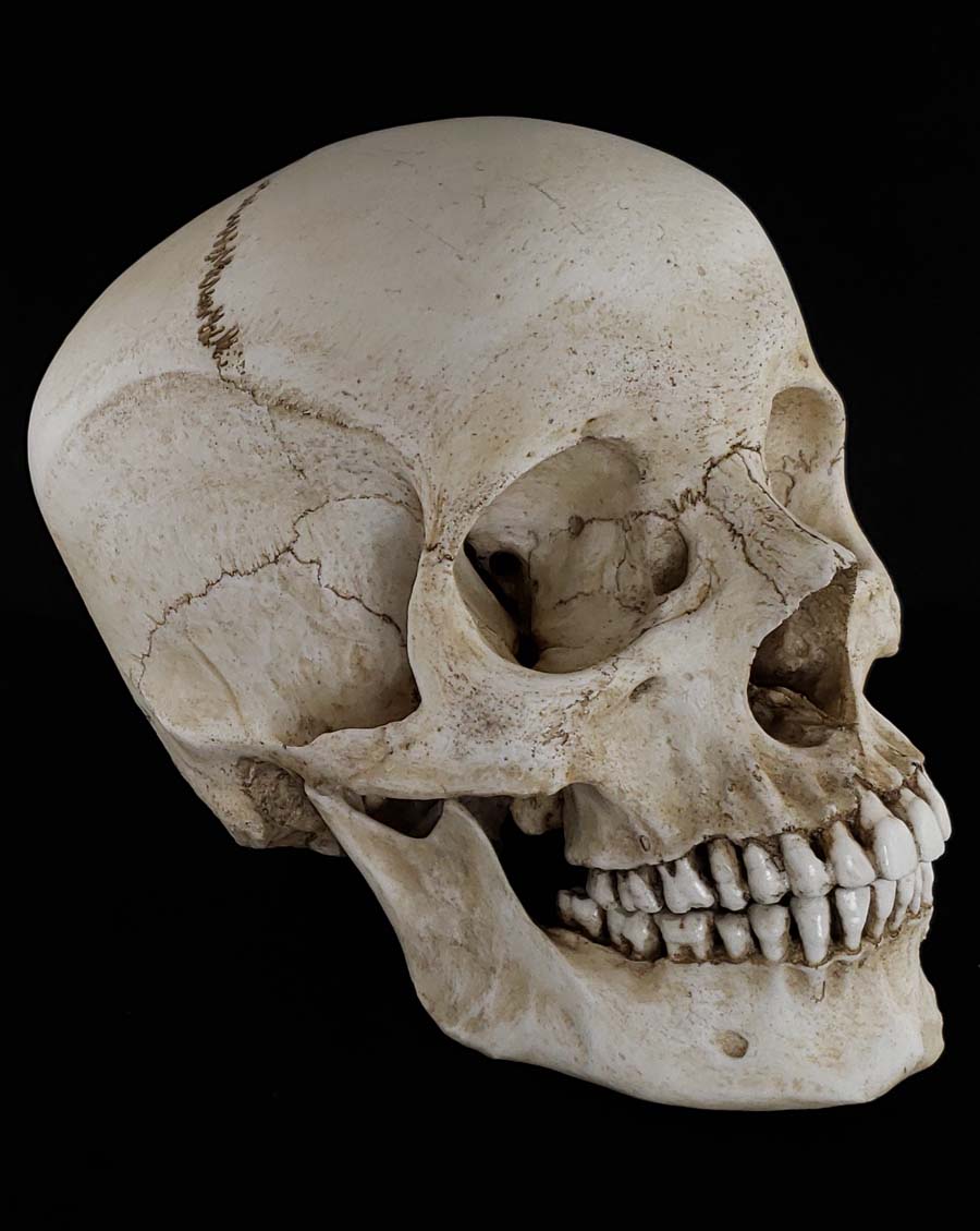 
                  
                    Human skull replica with natural bone color. Perfect teeth facing right.
                  
                