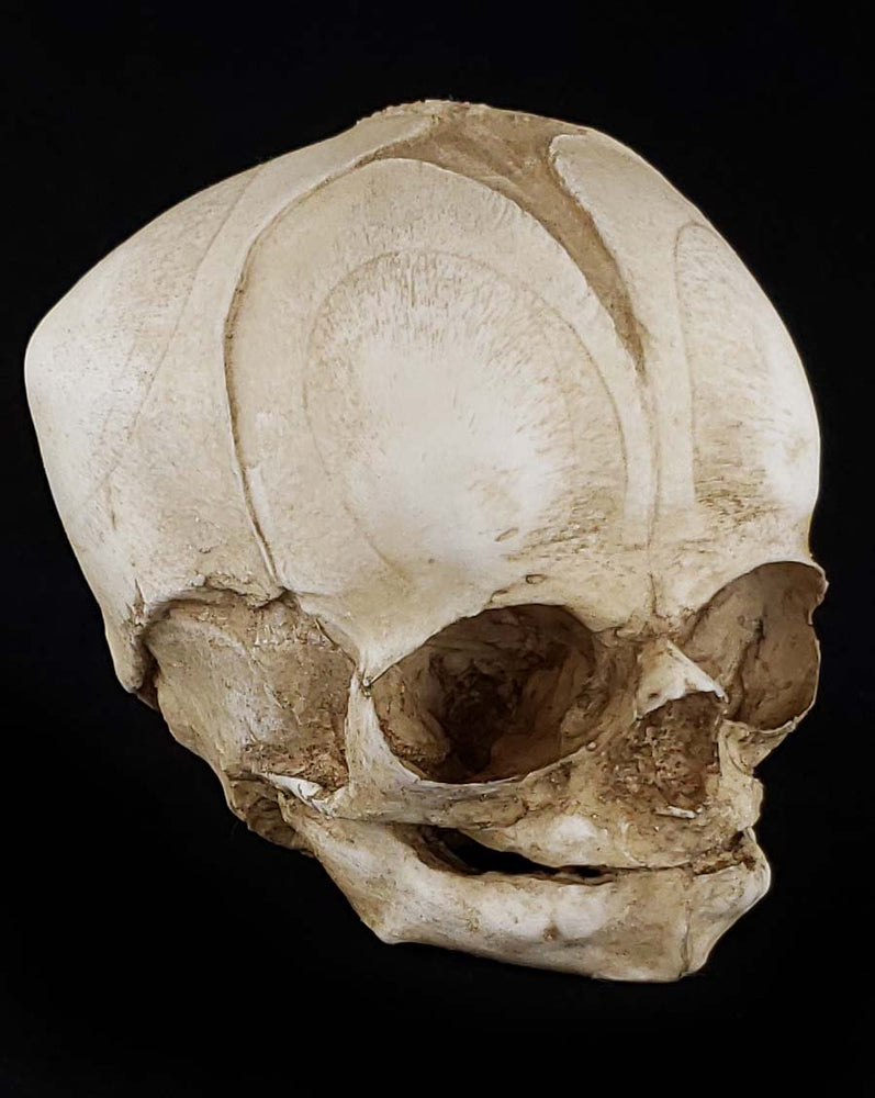 
                  
                    Fetal Skull Model with natural bone color facing right.
                  
                
